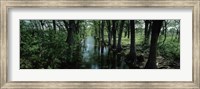 Trees along Blanco River, Texas, USA Fine Art Print