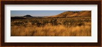 Dry grass on a landscape, Texas, USA Fine Art Print