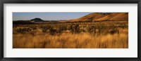 Dry grass on a landscape, Texas, USA Fine Art Print