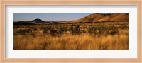 Dry grass on a landscape, Texas, USA Fine Art Print