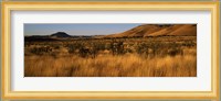 Dry grass on a landscape, Texas, USA Fine Art Print