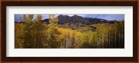 Trees in autumn, Colorado Fine Art Print