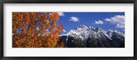 Autumn Trees and snowcapped mountains, Colorado Fine Art Print