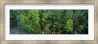 High angle view of trees, High Force, River Tees, County Durham, England Fine Art Print