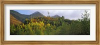 Trees on a mountain, Five Sisters of Kintail, Glen Shiel, Highland Region, Scotland Fine Art Print