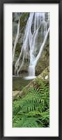 Ferns and the Aber Falls, Abergwyngregyn, Gwynedd, Wales Fine Art Print