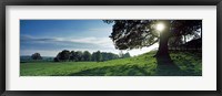 Sun shining through tree in a park, Hovingham Park, Ryedale, North Yorkshire, England Fine Art Print