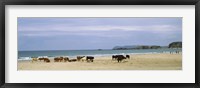Cows on the beach, White Rocks Bay, County Antrim, Northern Ireland Fine Art Print