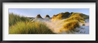Morning light on Forvie dunes, Newburgh, Aberdeenshire, Scotland Fine Art Print