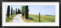 Cypress trees along farm road, Tuscany, Italy Fine Art Print
