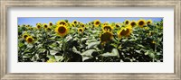 Sunflower field, California, USA Fine Art Print