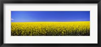 Canola field in bloom, Idaho Fine Art Print