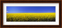 Canola field in bloom, Idaho Fine Art Print