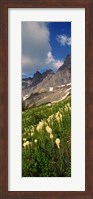 Beargrass with Mountains, Glacier National Park, Montana Fine Art Print