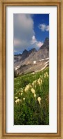 Beargrass with Mountains, Glacier National Park, Montana Fine Art Print