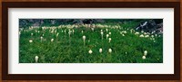 Beargrass (Xerophyllum tenax) on a landscape, US Glacier National Park, Montana Fine Art Print