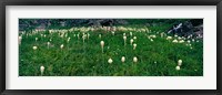 Beargrass (Xerophyllum tenax) on a landscape, US Glacier National Park, Montana Fine Art Print