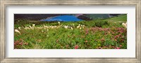 Beargrass with Grinnell Lake in the background, Montana Fine Art Print