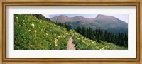 Hiking trail with Beargrass (Xerophyllum tenax) at US Glacier National Park, Montana Fine Art Print