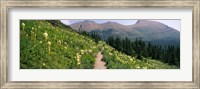 Hiking trail with Beargrass (Xerophyllum tenax) at US Glacier National Park, Montana Fine Art Print