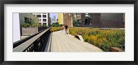Walkway in a linear park, High Line, New York City, New York State, USA Fine Art Print