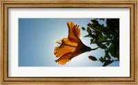 Close-up of a Hibiscus flower in bloom, Oakland, California, USA Fine Art Print