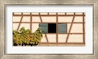 Detail of half timber house and grape vines, Strumpfelbach, Baden-Wurttemberg, Germany Fine Art Print