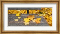 Fallen leaves on a wooden bench, Baden-Wurttemberg, Germany Fine Art Print