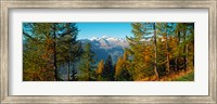 Trees in autumn at Simplon Pass, Valais Canton, Switzerland (horizontal) Fine Art Print