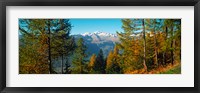 Trees in autumn at Simplon Pass, Valais Canton, Switzerland (horizontal) Fine Art Print