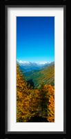 Trees in autumn at Simplon Pass, Valais Canton, Switzerland (vertical) Fine Art Print