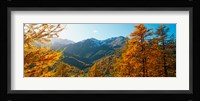 Larch trees in autumn at Simplon Pass, Valais Canton, Switzerland Fine Art Print