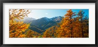 Larch trees in autumn at Simplon Pass, Valais Canton, Switzerland Fine Art Print