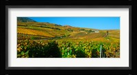Vineyards in Valais Canton, Switzerland Fine Art Print