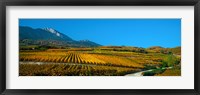 Vineyards in autumn, Valais Canton, Switzerland Fine Art Print