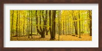 Forest in autumn, Letchworth State Park, New York State, USA Fine Art Print