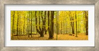Forest in autumn, Letchworth State Park, New York State, USA Fine Art Print