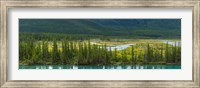 Trees on a hill, Bow Valley Parkway, Banff National Park, Alberta, Canada Fine Art Print