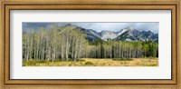 Aspen trees with mountains in the background, Bow Valley Parkway, Banff National Park, Alberta, Canada Fine Art Print
