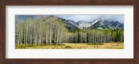 Aspen trees with mountains in the background, Bow Valley Parkway, Banff National Park, Alberta, Canada Fine Art Print