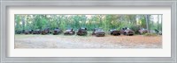 Old rusty cars and trucks in a field, Crawfordville, Wakulla County, Florida, USA Fine Art Print