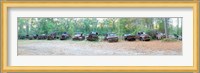 Old rusty cars and trucks in a field, Crawfordville, Wakulla County, Florida, USA Fine Art Print