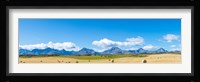 Hay bales in a field with Canadian Rockies in the background, Alberta, Canada Fine Art Print