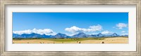 Hay bales in a field with Canadian Rockies in the background, Alberta, Canada Fine Art Print