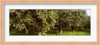 Pear trees in an orchard, Hood River, Oregon Fine Art Print