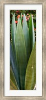 Close-up of a domestic Agave plant, Baja California, Mexico Fine Art Print