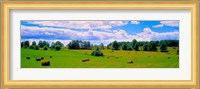 Hay bales in a landscape, Michigan, USA Fine Art Print