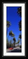 Palm trees along a road, Beverly Hills, Los Angeles County, California, USA Fine Art Print