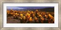Cholla cactus at sunset, Joshua Tree National Park, California Fine Art Print