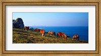 Celtic horses grazing at a coast, Finistere, Brittany, France Fine Art Print